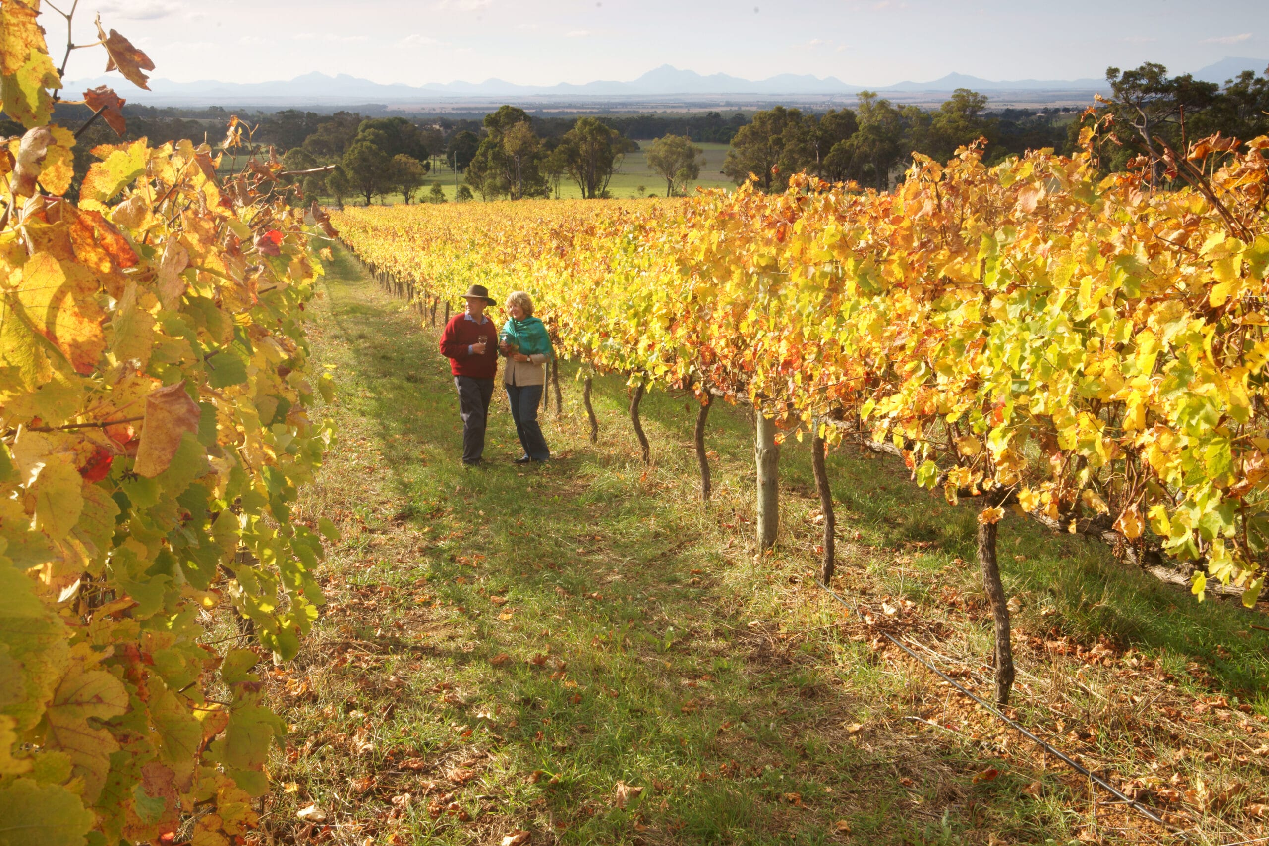 Couple in vines at Mount Trio Wines, located in the Porongurups