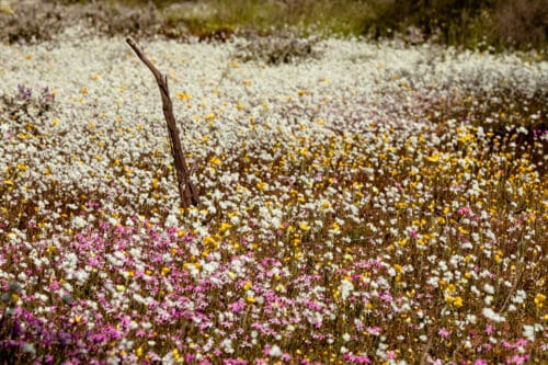 Wildflowers, Mullewa