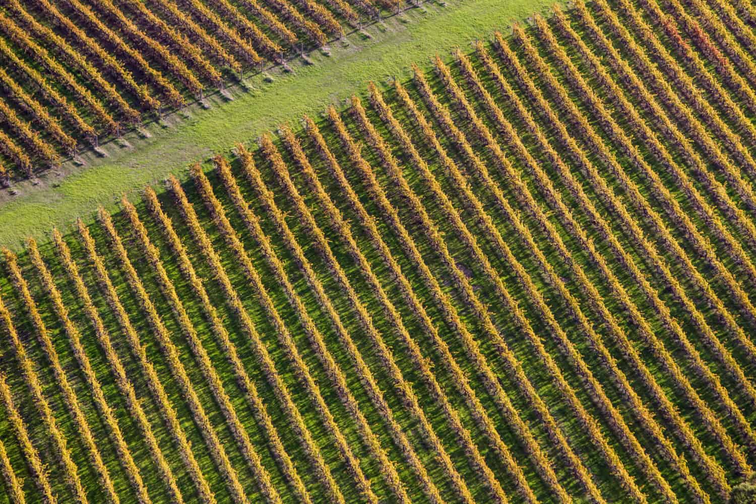 Aerial view of a Vineyard, Margaret River