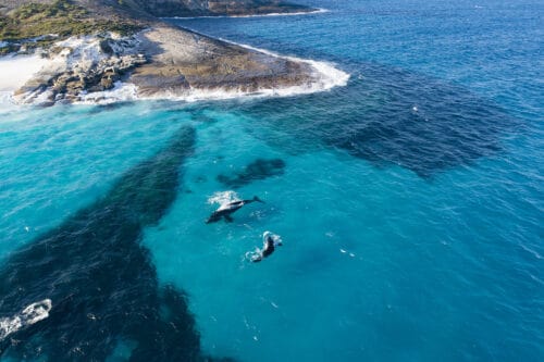Aerial View of Whales swimming, Cape Arid National Park Coastline